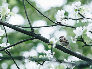 北京市居民阶梯式气价什么时候开始实行？